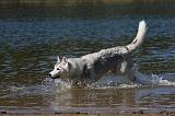 SIBERIAN HUSKY 585